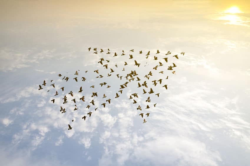 תמונה מייצגת עבור סדנאות מנהיגות לארגונים וחברות - ציפורים בשמים עפות במבנה חץ